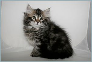 Male Siberian Kitten from Deedlebug Siberians
